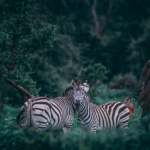 geran-de-klerk-N9s3FjzsstM-unsplash (1)-1