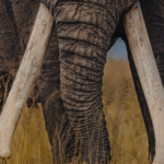 Close-up of a big tusker in Amboseli National Park, Kenya.